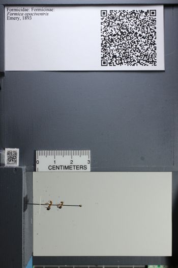 Media type: image;   Entomology 525372